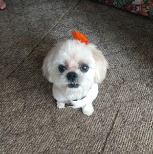 Meet your Posher, Sherry